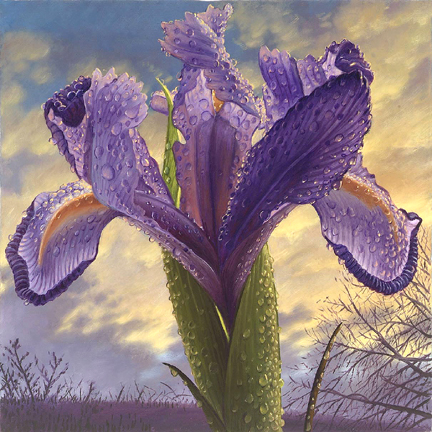 71995732_1300036436_Iris.jpg