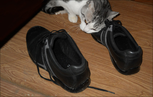 старый наркоман кот Василий трётся о новую обувь (фото Wesaus)