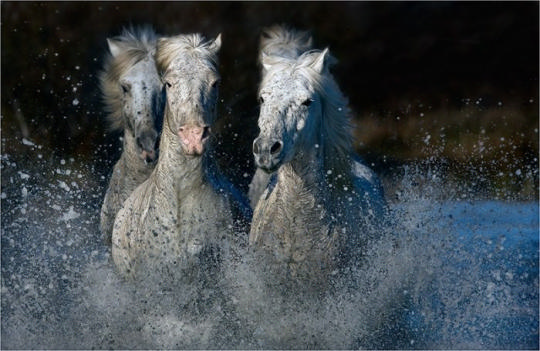 Красивые фотографии лошадей: мой единорог еще пасется