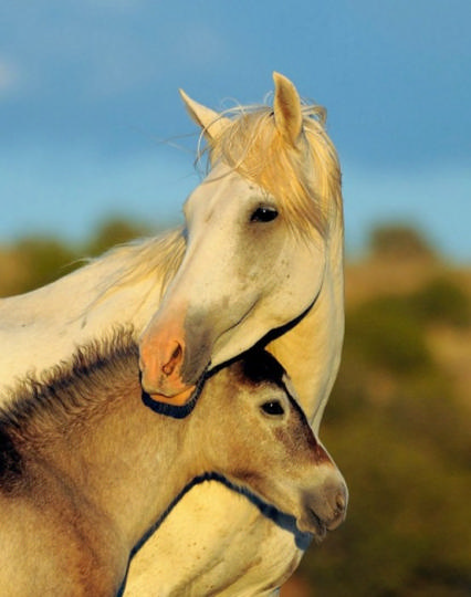 Чудные фотографии лошадок: «Крылатые кони, огромные птицы...»