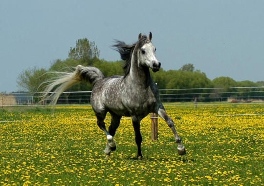 Чудные фотографии лошадок: «Крылатые кони, огромные птицы...»