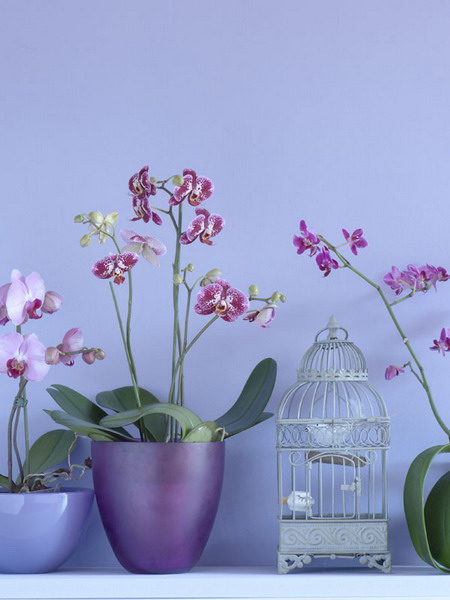 Ваза и кашпо для орхидей 72685749_wonderfulorchidsideas35