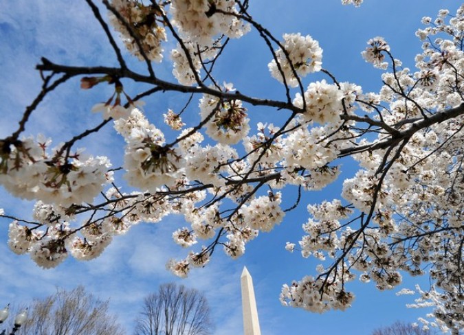 Национальный Блоссомский фестиваль вишни (National Cherry Blossom Festival), Вашингтон, 29 марта 2011 года.