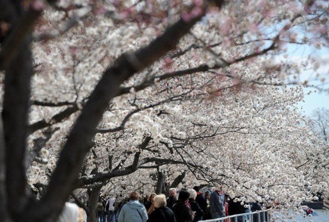 Национальный Блоссомский фестиваль вишни (National Cherry Blossom Festival), Вашингтон, 29 марта 2011 года.