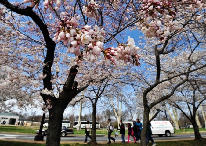 Национальный Блоссомский фестиваль вишни (National Cherry Blossom Festival), Вашингтон, 29 марта 2011 года.