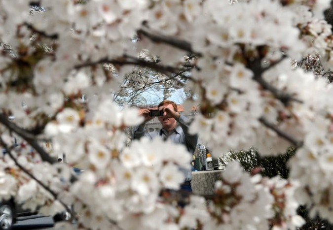 Национальный Блоссомский фестиваль вишни (National Cherry Blossom Festival), Вашингтон, 29 марта 2011 года.