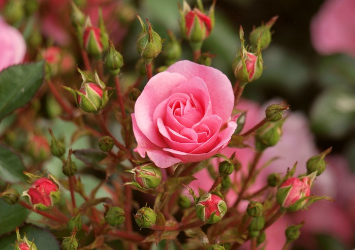 http://img0.liveinternet.ru/images/attach/c/2/64/505/64505052_roza19.jpg