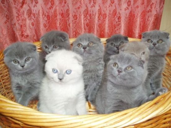 продам Куплю котенка в Кемерово 2137.