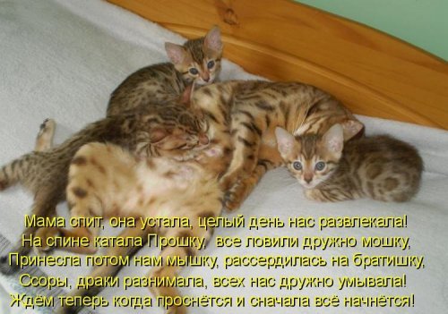 Стоматология и косметология Ростов-на-Дону. Стоматологическая Себорея (кожи головы, лица) - причины, лечение, фото