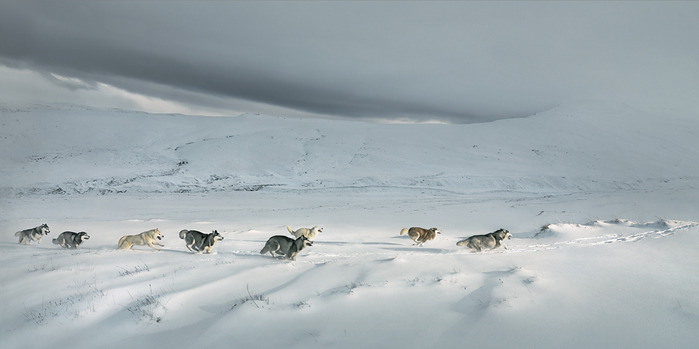 Tim Flach Photography Tim Flach Photography