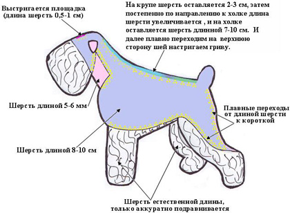 Стрижка русского черного терьера схема Стрижка русского черного терьера схема