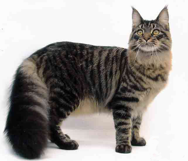 ...tds/images/cat compilation/cat large/cat maine coon 004.jpg.
