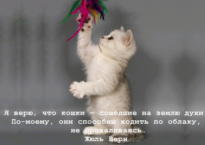Статус о детях и кошках Статус о детях и кошках