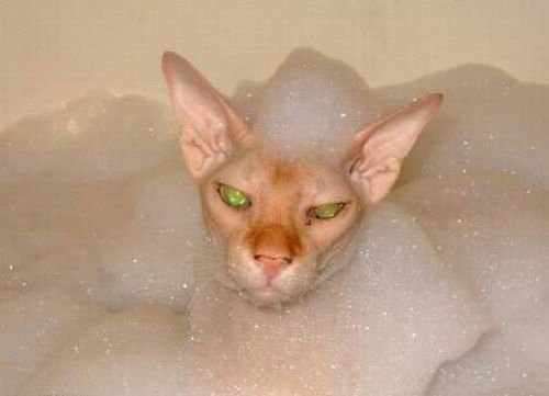 1245920200_cats_03 (500x361, 19Kb)