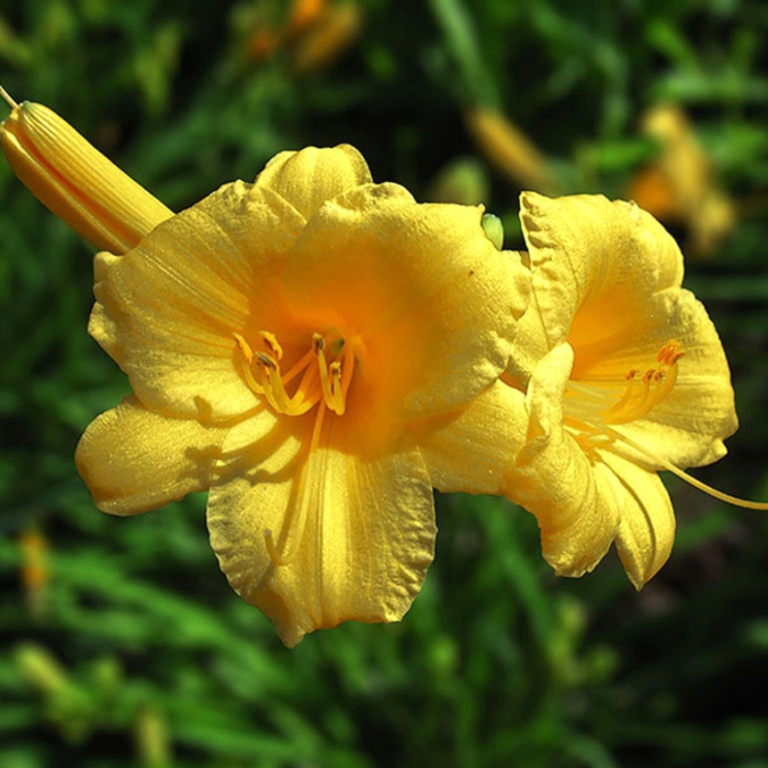 4216969_Hemerocallis (700x700, 284Kb)