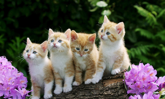 Proshots - Curious Kittens - Professional Photos (550x331, 442Kb)
