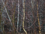  1 (700x525, 608Kb)