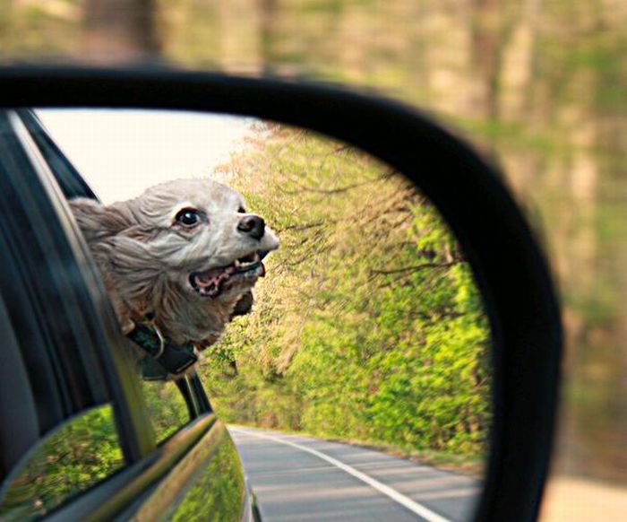 1302210888_funny_dog_01 (700x582, 59Kb)