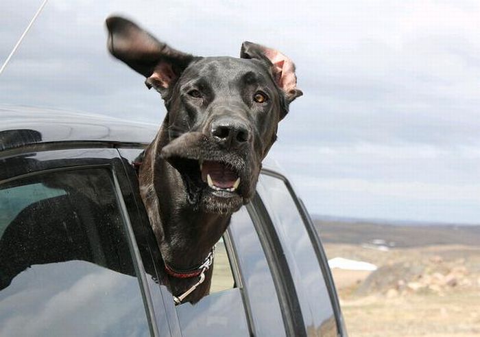 1302210938_funny_dog_11 (700x491, 44Kb)