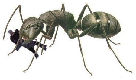 ant01 (450x266, 26Kb)
