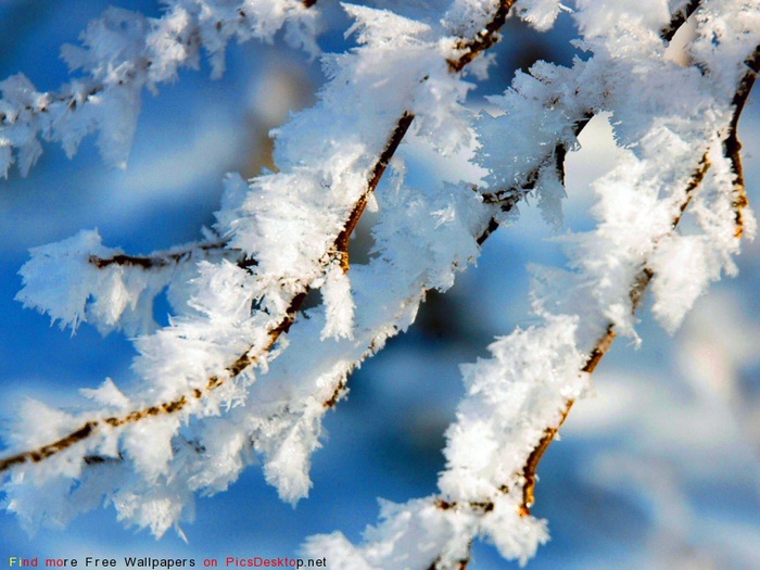 PicsDesktop_net_310 (700x525, 140Kb)