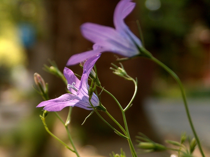 4278666_3485720173_472c953a4e_Flower_near_the_pavement_L (700x523, 233Kb)