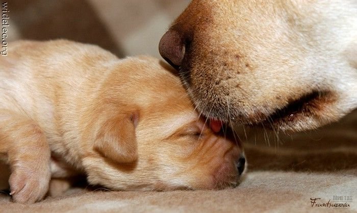 Милые щеночки 1276618238_cute_puppies_85 (700x417, 64Kb)