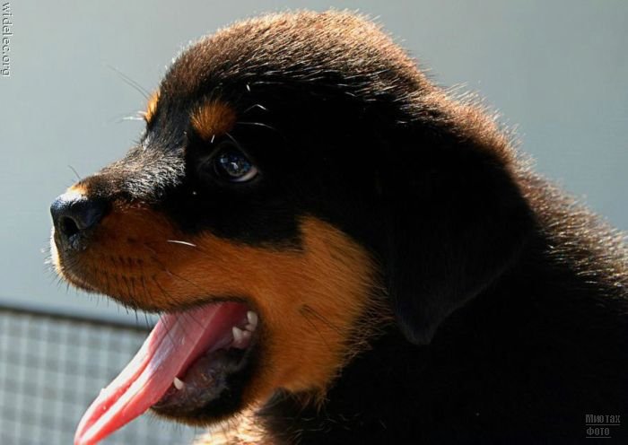 1276618248_cute_puppies_83 (700x496, 45Kb)