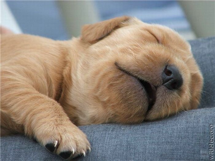 Милые щеночки 1276618252_cute_puppies_50 (700x525, 63Kb)