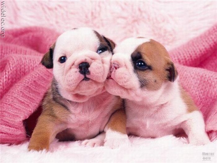 1276618288_cute_puppies_71 (700x525, 60Kb)