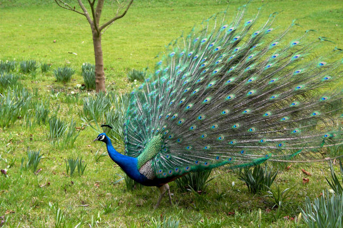 Peacocks (700x466, 101Kb)