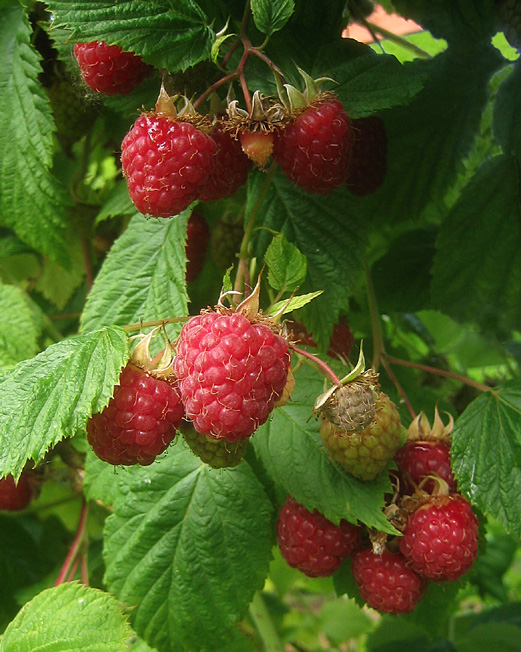 4278666_649712015_350995ed16_Raspberry_Season_O (521x652, 166Kb)