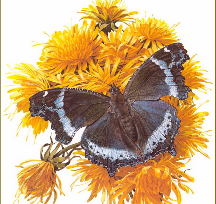 Carl Brenders /Символика бабочки default (700x662, 199Kb)