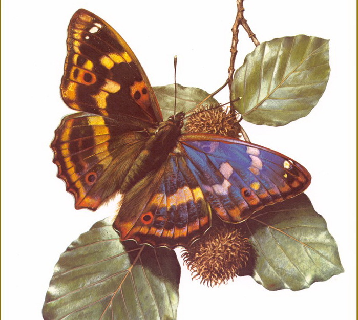 Carl Brenders /Символика бабочки default (700x625, 133Kb)