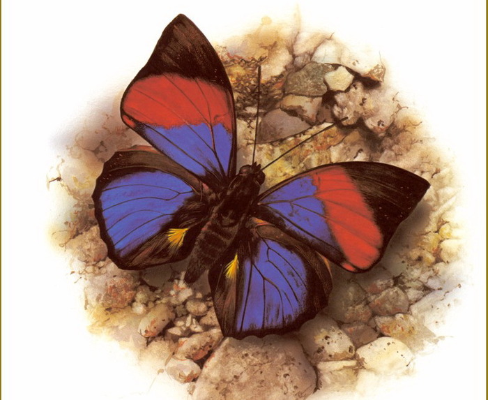 Carl Brenders /Символика бабочки default (700x573, 109Kb)
