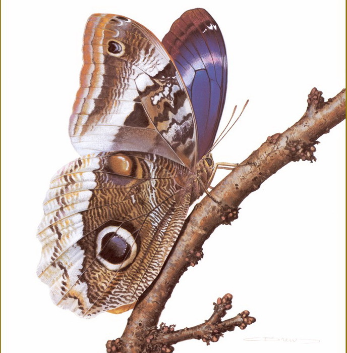Carl Brenders /Символика бабочки default (688x700, 126Kb)