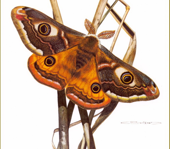 Carl Brenders /Символика бабочки default (700x615, 138Kb)
