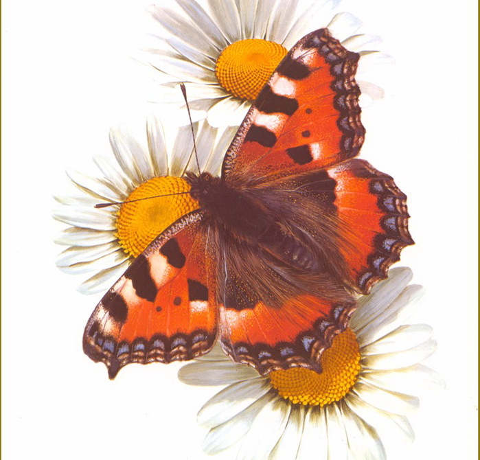 Carl Brenders /Символика бабочки default (700x670, 130Kb)