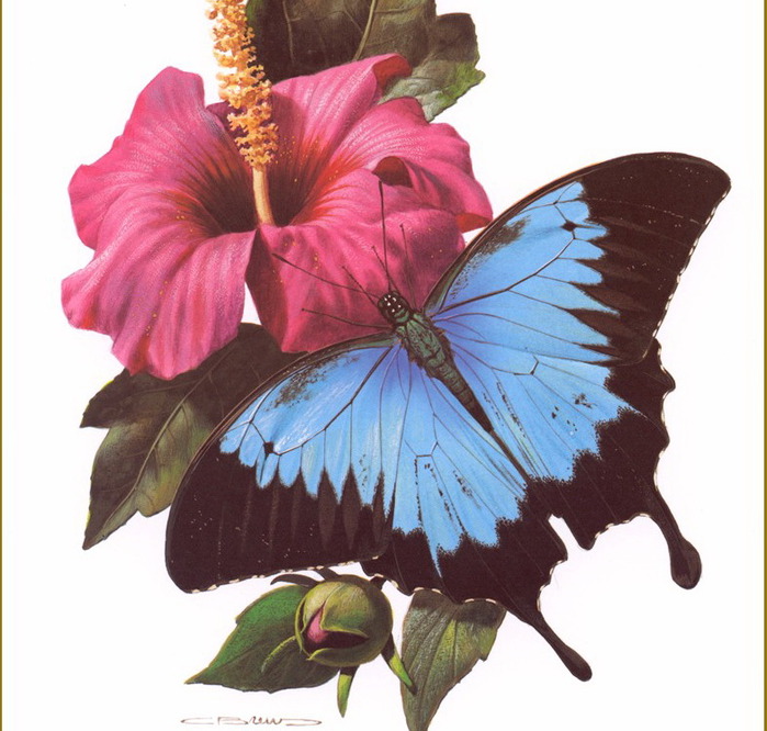 Carl Brenders /Символика бабочки default (700x666, 124Kb)