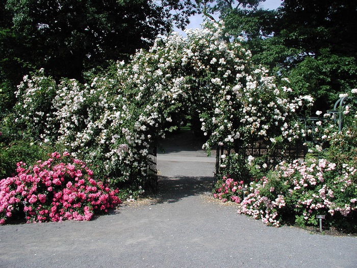 Ботанический сад, Нью-Йорк 063rosegarden (700x525, 225Kb)