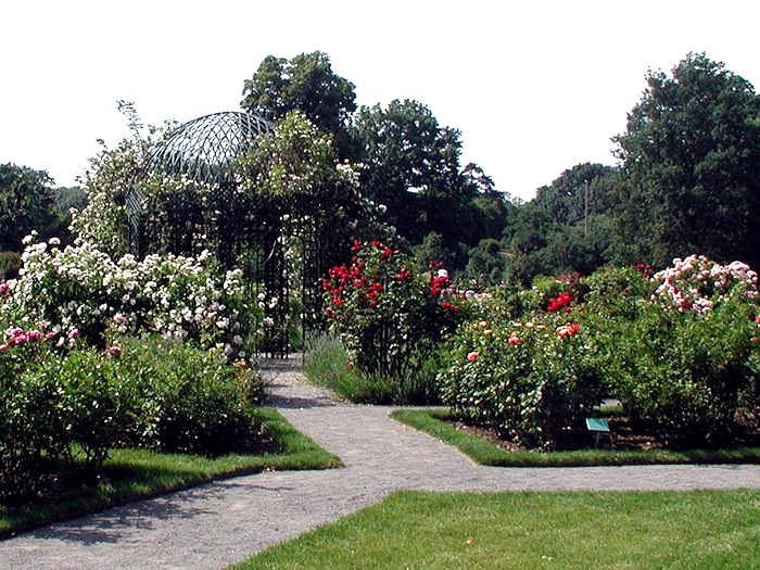 Ботанический сад, Нью-Йорк 074rosegarden (700x525, 182Kb)