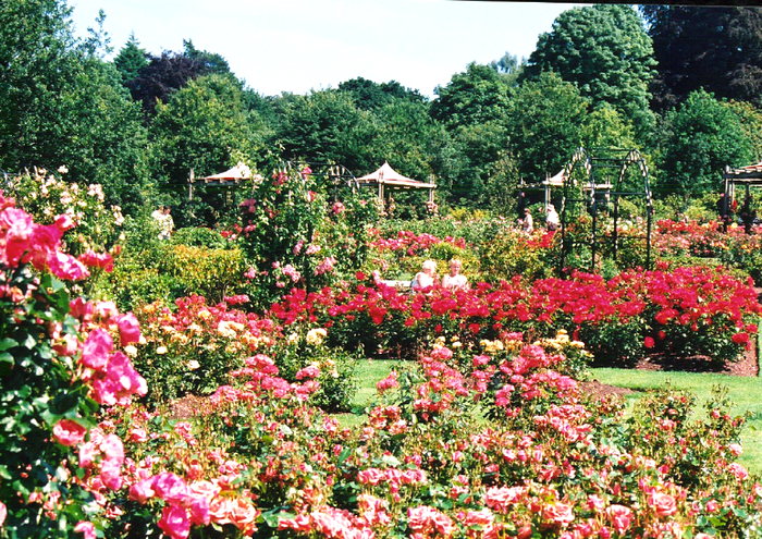 Rose-Garden6.jpg (изображение «JPEG», 1050x750 пикселов) - Масштабированное (74%) (700x495, 914Kb)
