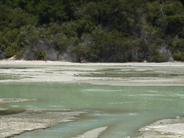 Священные Воды, или “Wai-O-Tapu” в Новой Зеландии. 63753