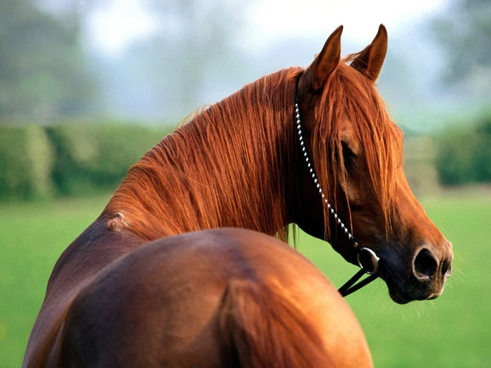 Red_horse (700x525, 114Kb)