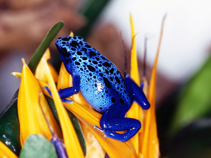 Blue_Frog_-_Dendrobates_azureus_(Range_Surinam__and__Brazil) (700x525, 85Kb)