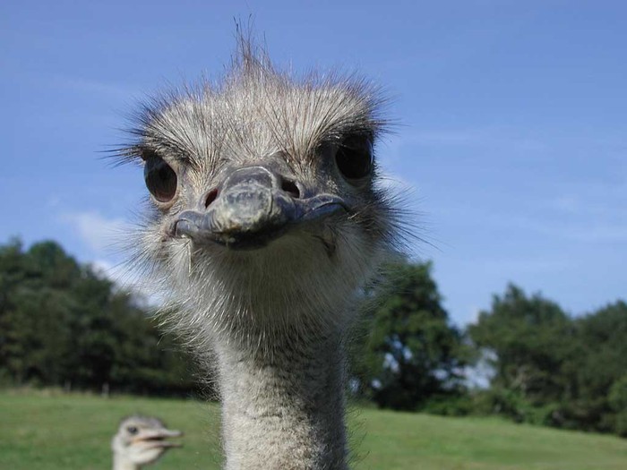 Ostrich (700x525, 68Kb)