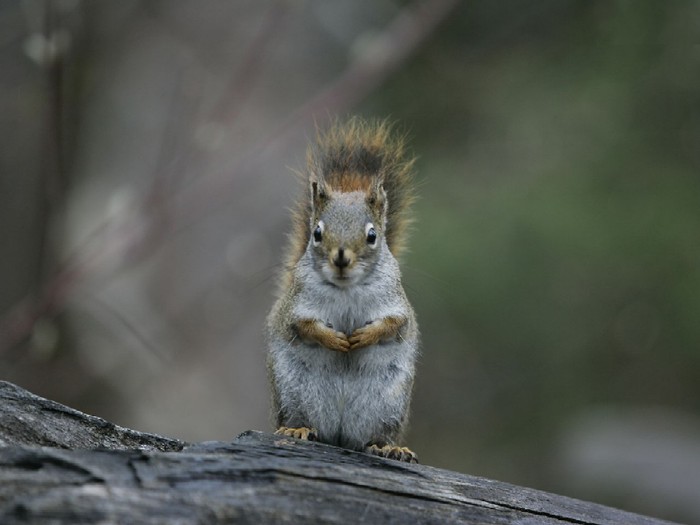 Quebec_Squirrel_Large (700x525, 50Kb)