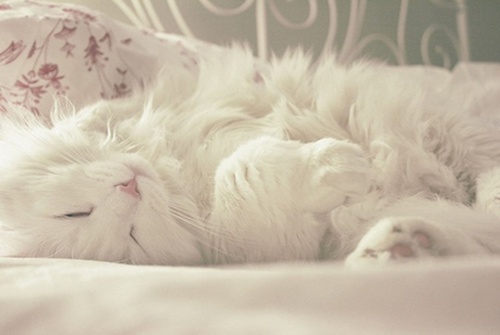 3749748_tumblr_lj59wqV8Dn1qc144qo1_500 (500x335, 40Kb)