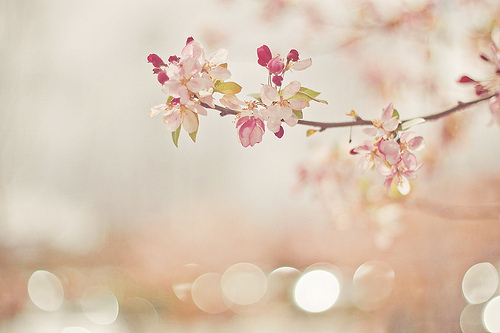 3749748_tumblr_ljtjuf26BH1qfah2vo1_500 (500x333, 77Kb)