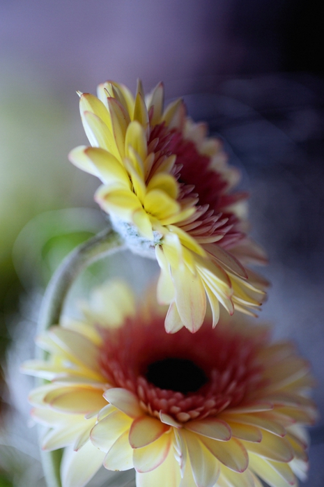 1901311_6 (465x700, 182Kb)